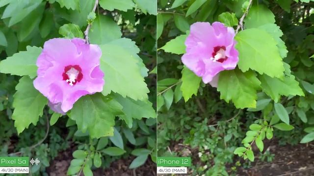 Pixel 5a Versus IPhone 12 Camera Comparison