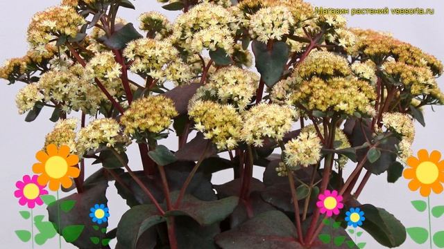 Очиток гибридный Элин. Краткий обзор, описание характеристик, где купить рассада sedum Eline смотреть онлайн