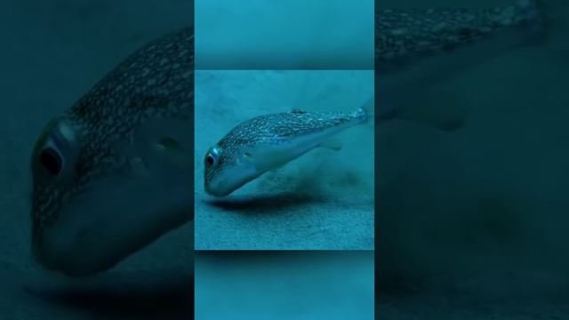 Что делает эта рыба оставалось загадкой двадцать лет смотреть онлайн