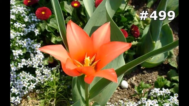 #499. Цветы и растения - самые яркие цветы смотреть онлайн