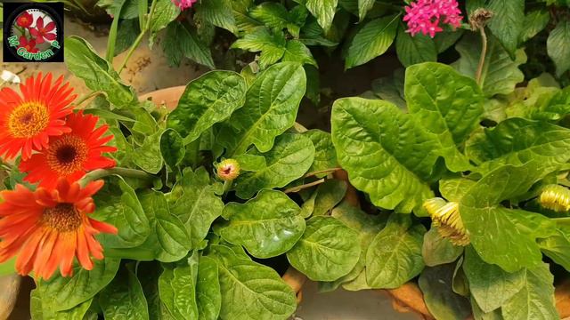 Tips for Gerbera flowers in this summer Hindi Subtitles এই গরমে ও জারবেরায় অনেক ফুল কিভাবে সম্ভব смотреть онлайн