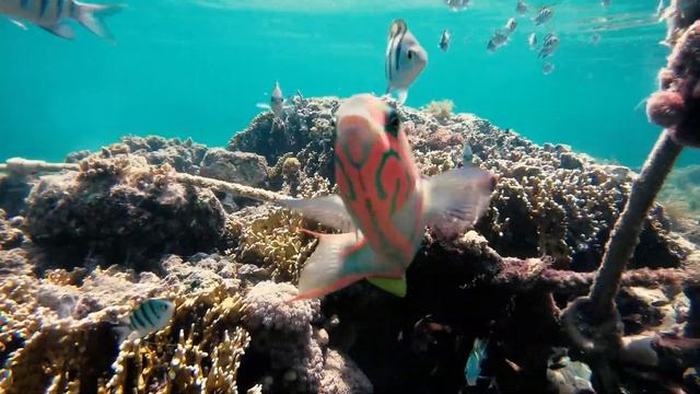 Египет, Таба, Риф отеля Strand (Taba Heights) смотреть онлайн