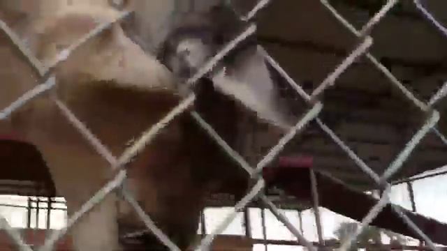 Пума урчит как домашняя кошка(Cougar purr) смотреть онлайн