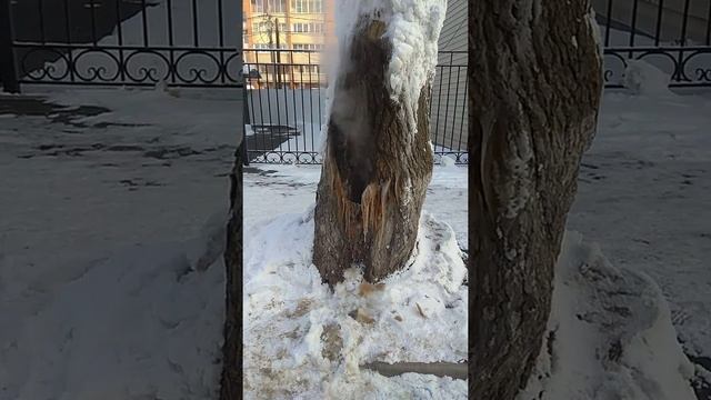 Странное дерево смотреть онлайн