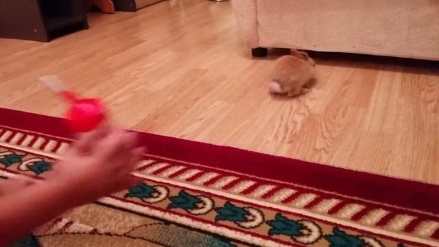 Наш маленький кролик Лакки смотреть онлайн