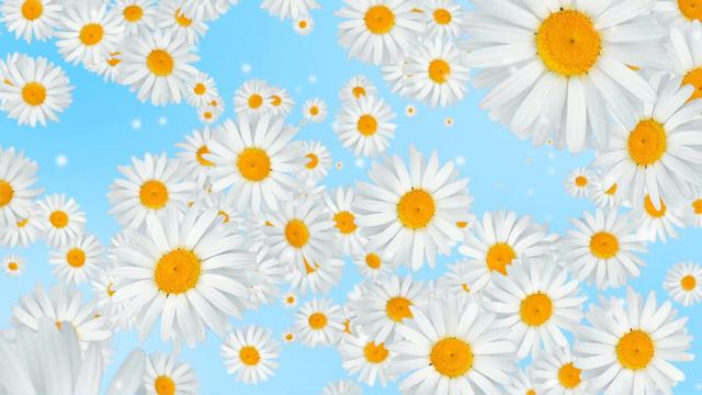 Flowers-chamomile-3-FOOTAGE смотреть онлайн