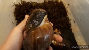 Как узнать возраст улитки!?