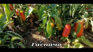 ??ТОМАТ ГАСПАЧО. ОБЗОР СОРТА