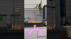 Как вместе живут попугаи какарик и волнистый в одной клетке #попугаи