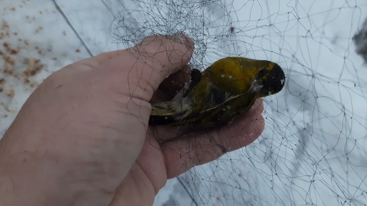 Ловля певчих птиц. 5.12.2021 год. смотреть онлайн