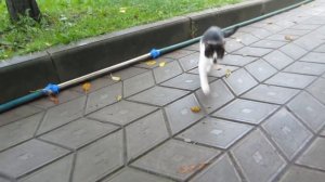 КОТ МАЛЫШ И КОШЕЧКА МУРКА идут в КОШАЧЬЮ ШКОЛУ ! УРОКИ для котов НОВЫЙ ЧЕЛЛЕНДЖ для  котенка
