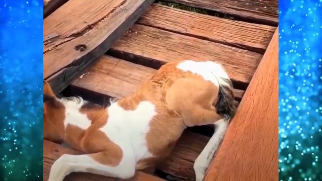 Он заметил КОБЫЛУ на мосту которая вела себя очень СТРАННО! Подойдя ближе парень АХНУЛ!