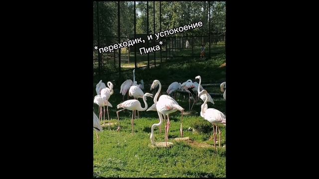 РЕАКЦИЯ 13 КАРТ НА ГАЛЕРЕЮ АВТОРА!!! / ШИП ПИКОЗОНТ💜💙!!! / Автора убили☠️ смотреть онлайн