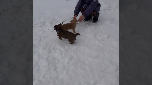 Щенки чихуахуа длинношерстные. смотреть онлайн