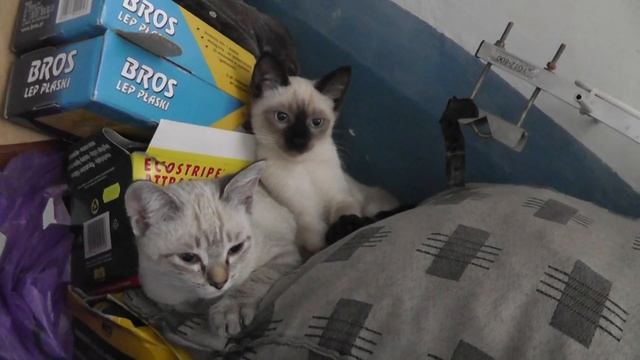 06-11-2011_сиамцы -красавцы.m2ts смотреть онлайн