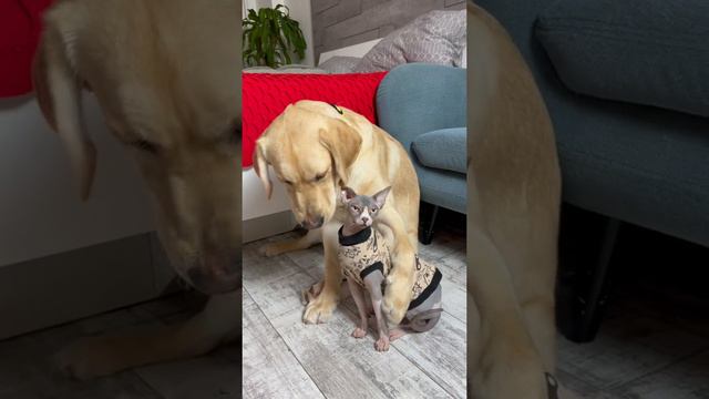 Обидел кота