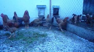 Куры,порода Кучинские- Юбилейные