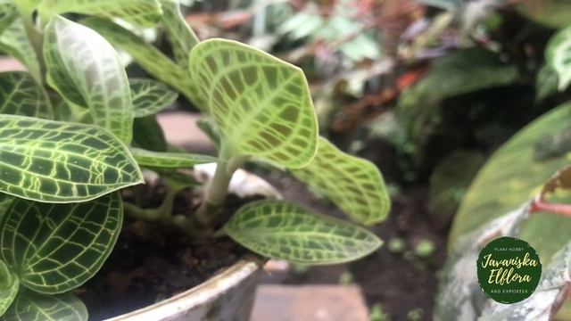 Macodes petola | Plant Identification смотреть онлайн