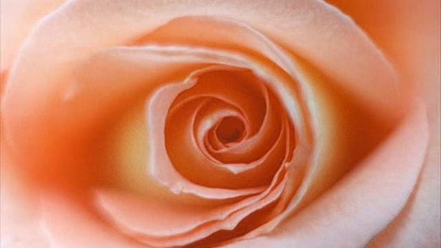 много фото красивых роз смотреть онлайн