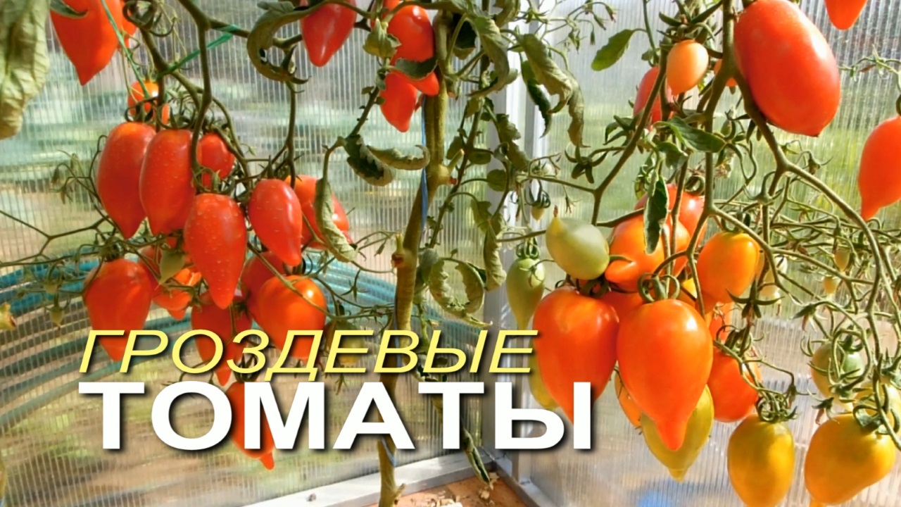 Шесть ВЫСОКОурожайных и НЕприхотливых ГРОЗДЕВЫХ сортов томатов! Советы от ЗЕЛЕНОГО ОГОРОДА! смотреть онлайн