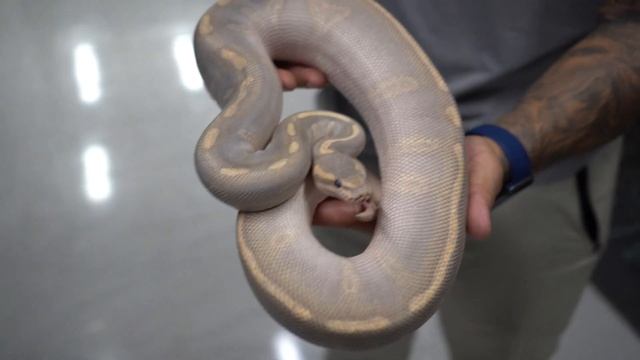 Our BEST Ageing Ball Pythons! смотреть онлайн