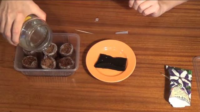 Петуния посадка в таблетки