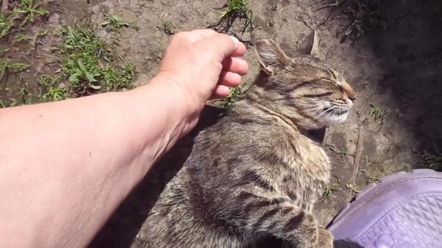 Риччи, наш котик, спит на солнышке! смотреть онлайн