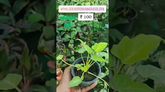 Buy philodandron xanadu golden for just Rs. 100. hurry up #saleislive #philodandronxanadugolden смотреть онлайн