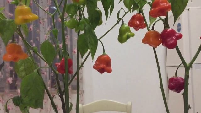 Посейте семена уникального перца «Колокольчик» или «Корона епископа» для вашего здоровья. смотреть онлайн