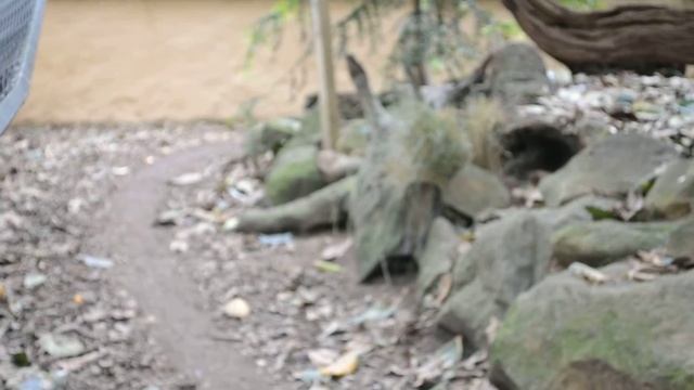 Тасманский дьявол (март 2012) смотреть онлайн