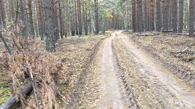 БЕЛЫЕ ГРИБЫ В СЕНТЯБРЕ 2022! смотреть онлайн