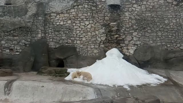 Полярные мишки дурачатся смотреть онлайн