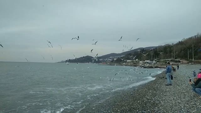 Чайки с криком пролетают Над морской волною. смотреть онлайн