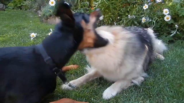 Kootenay the Rescue Dog vs Mikey the Doberman (very cute) смотреть онлайн