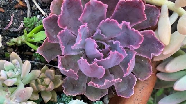 Echeveria ‘Neon Breakers' Succulent Hybrid