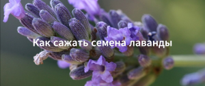Сажаем семена лаванды. Как сажать лаванду. Как вырастить лаванду из семян.
