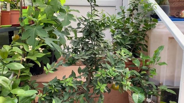 Чинотто - неприхотливый цитрус . Киевская обл . смотреть онлайн