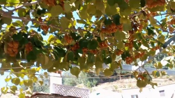 Как растет киви? #дерево