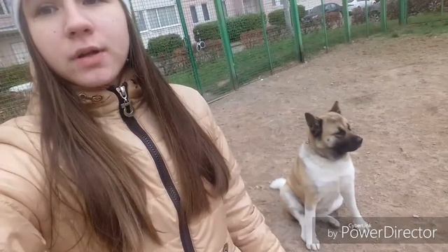 Все самое нужное об Американских Акитах смотреть онлайн