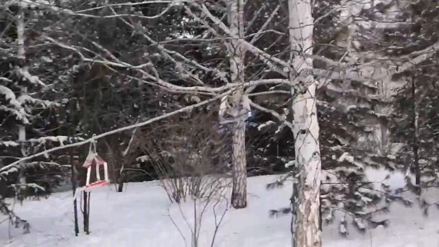 НАЧАЛИСЬ ИНТЕРЕСНЫЕ ПРОЦЕДУРЫ/РУЧНЫЕ ПТИЦЫ, ПЕРВЫЙ РАЗ ТАКОЕ ВИЖУ#блогер#ютуб#обзор#птицы#зима#тесь смотреть онлайн