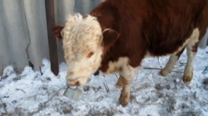 КРС казахской белоголовой, ауликольской породы и абердина-ангуса, телята и коровы