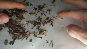 Из каких семян циния будет махровая, а из каких простая? Когда собирать семена? Собираем и сортируе