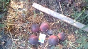 Чёрный абрикос сравнение сортов Чёрный принц,Мелитопольский чёрный и Чёрный бархат 2021год