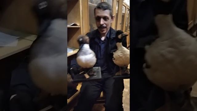 #shorts Утка Гоголь! смотреть онлайн