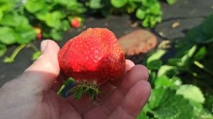 ГИГАНТ ДЖОРНЕЯ - великолепный сорт земляники ксд! Омск, 26.06.2023г.