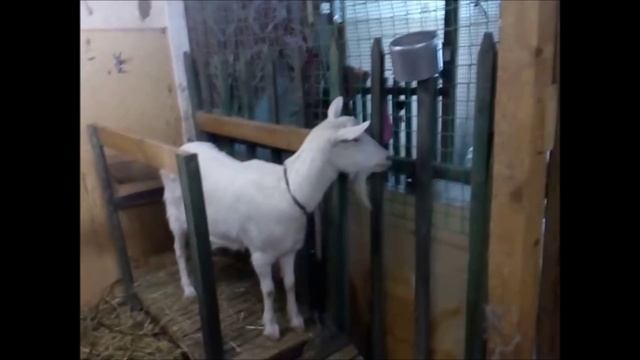Как мы содержим коз & Очень простое содержание коз