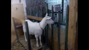 Как мы содержим коз & Очень простое содержание коз