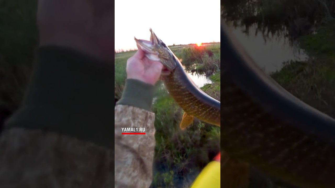поймали приготовили и съели.рыбалка на спиннинг. смотреть онлайн