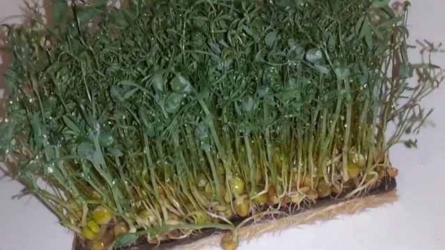 Микрозелень чечевицы и гороха MicroGreen.fun смотреть онлайн