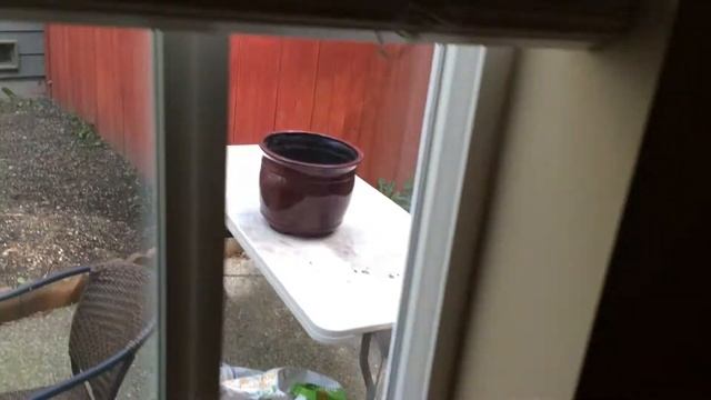 Bird In My House: A Wild Bird flew into my house! Watch how I get him out. смотреть онлайн